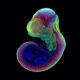 israelis have successfully grown mouse embryos in artificial wombs