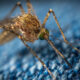 istanbul fights disease carrying mosquitoes using a smartphone app