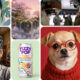 meta's new ai tool builds images from public instagram photos